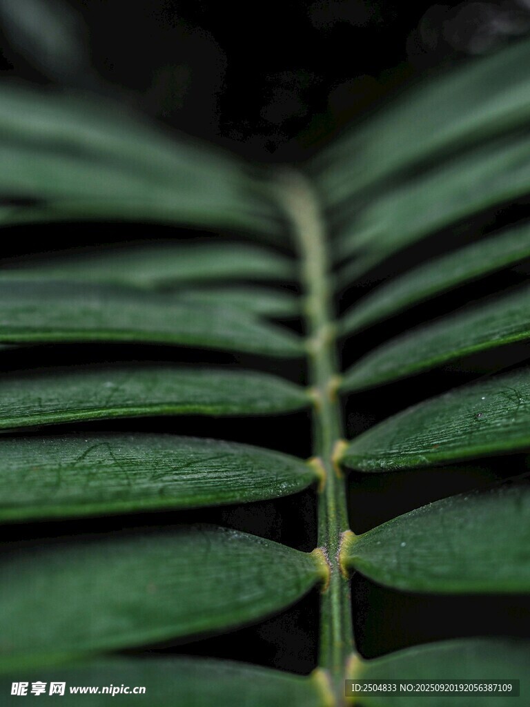 翠绿蕨叶特写