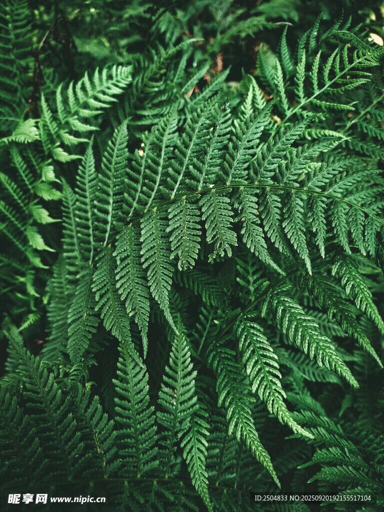 翠绿蕨类植物叶片特写