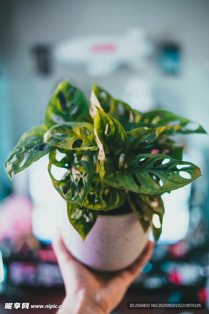 手捧绿植盆栽