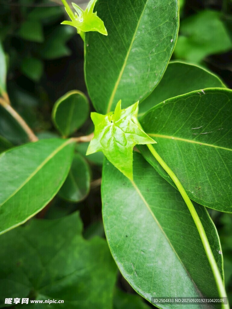 翠绿叶片与嫩黄小花植物