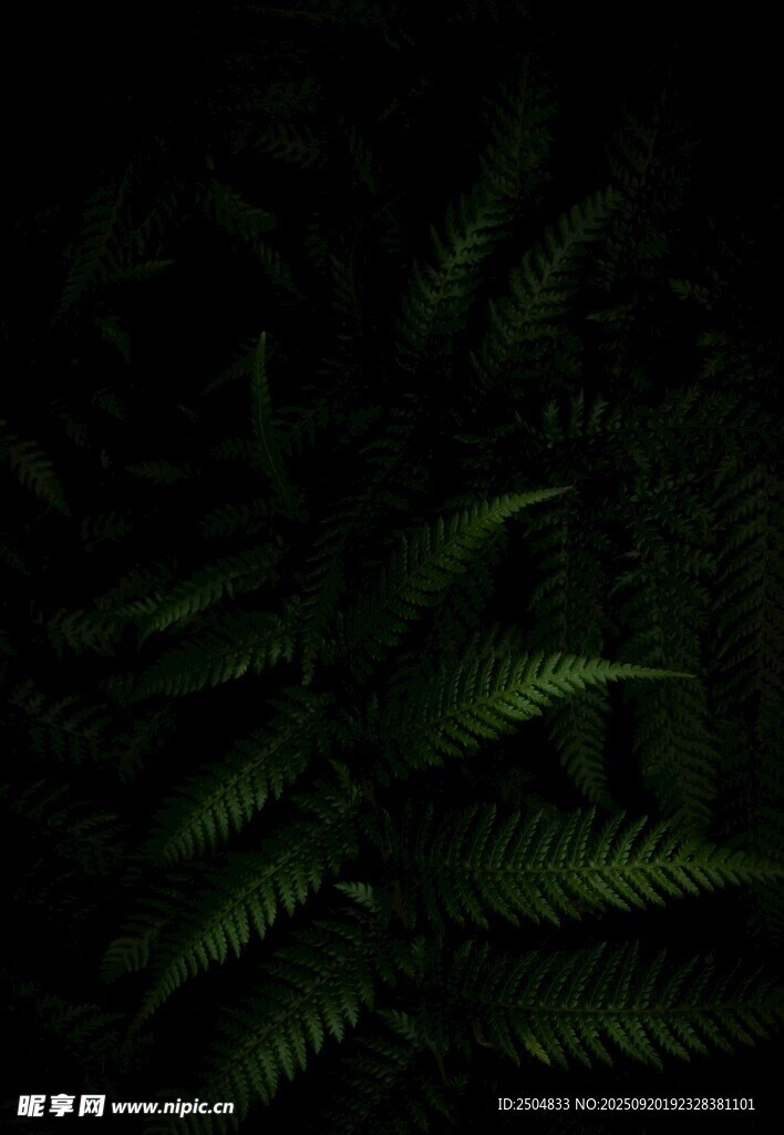 深绿蕨类植物的神秘姿态
