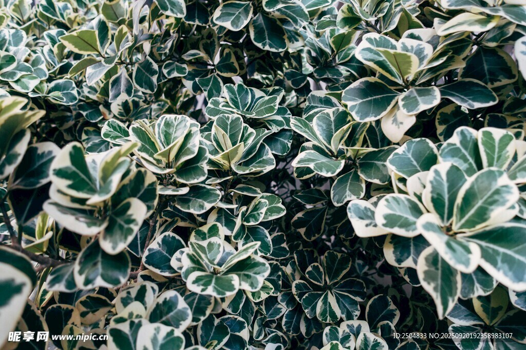 斑斓花叶植物特写