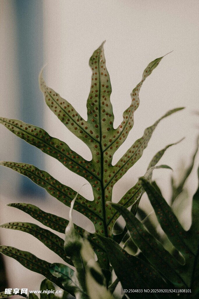 翠绿蕨类植物特写