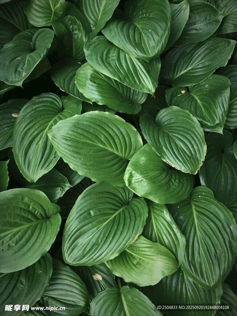 翠绿玉簪叶特写