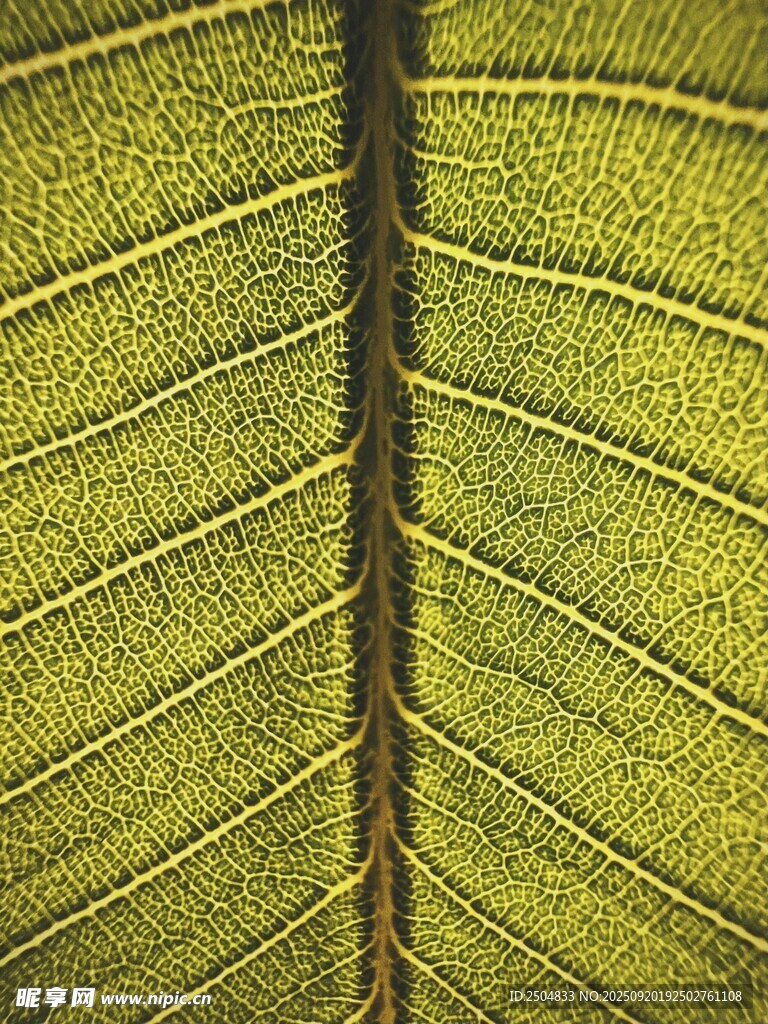 叶脉特写