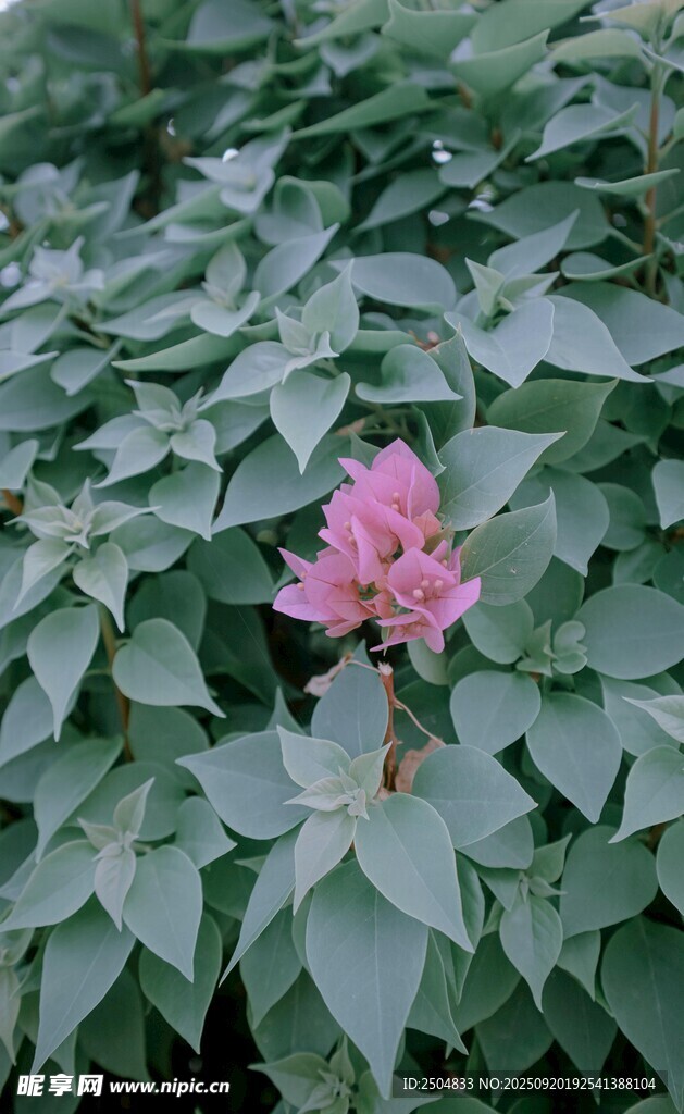 绿叶丛中绽放的艳丽花朵