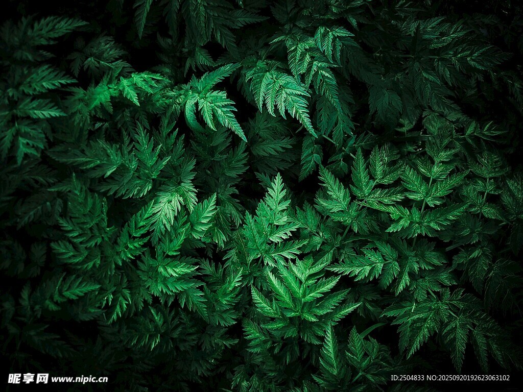 茂密翠绿的蕨类植物景观