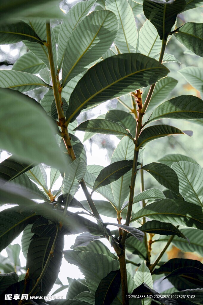 绿叶繁茂的植物特写