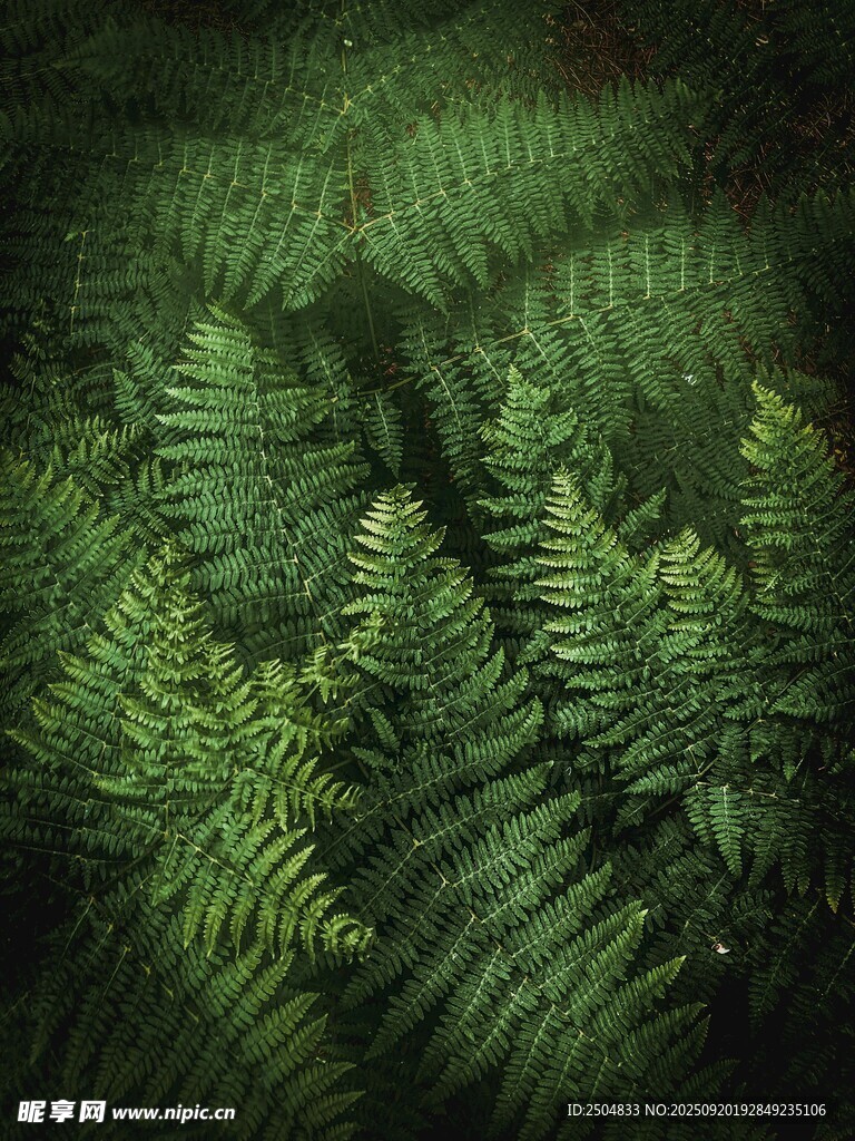 翠绿蕨类植物近景特写