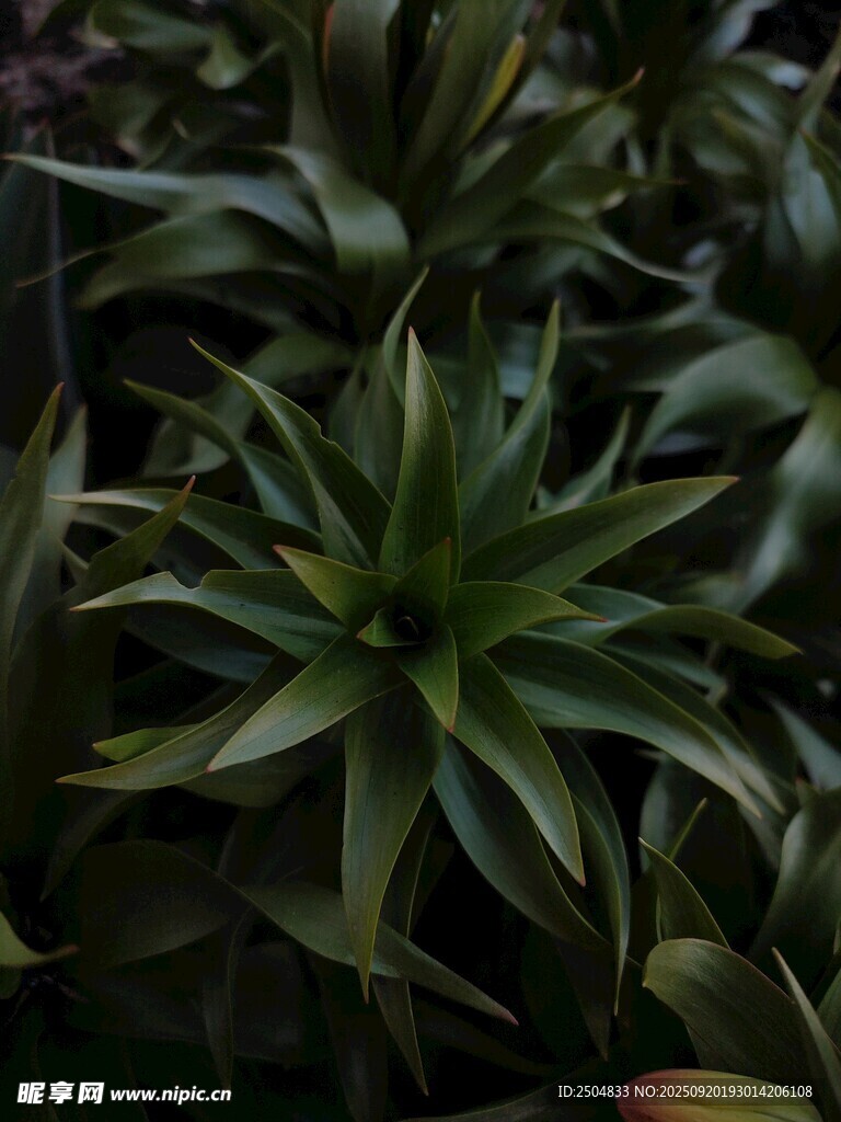 翠绿金边植物特写