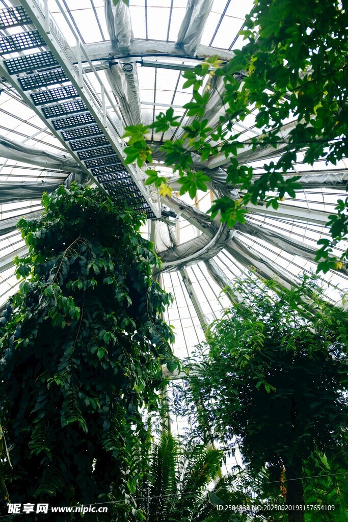 温室中的繁茂绿植景观