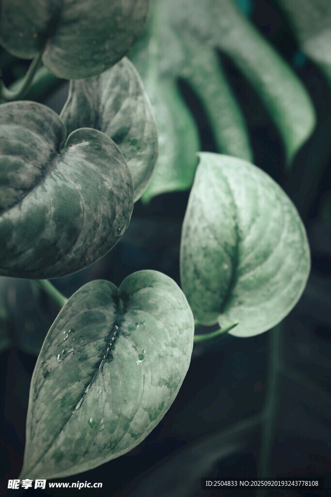 翠绿叶片的清新植物