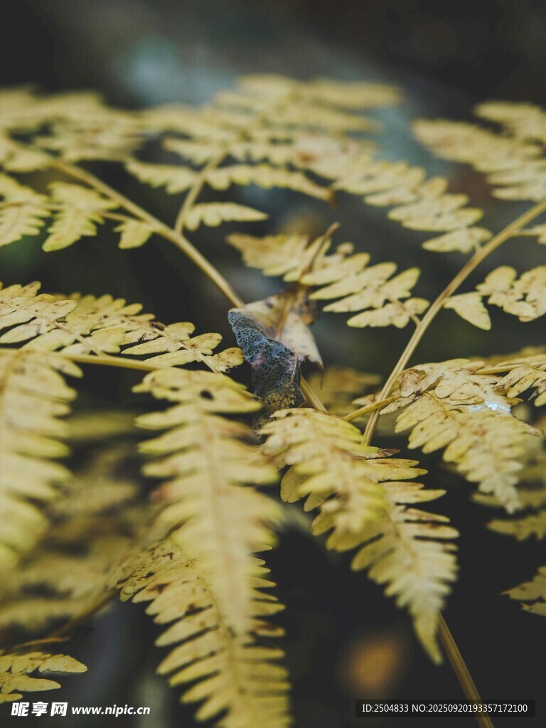 蕨叶上的小鸟