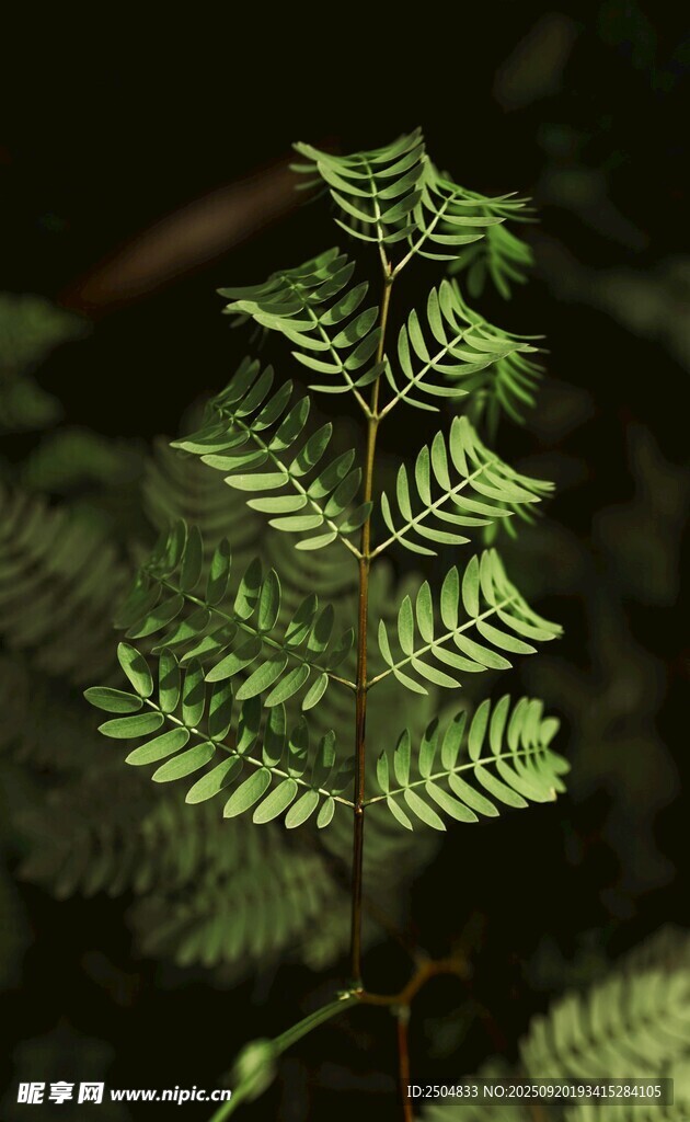 翠绿蕨类植物特写