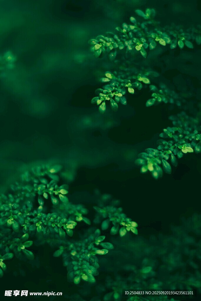 翠绿繁茂的枝叶景观