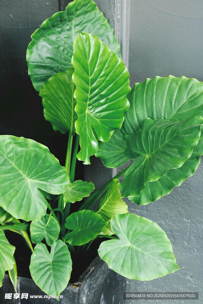 翠绿海芋植物特写