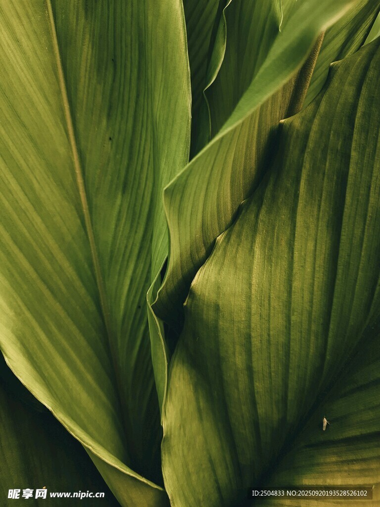 翠绿叶片特写