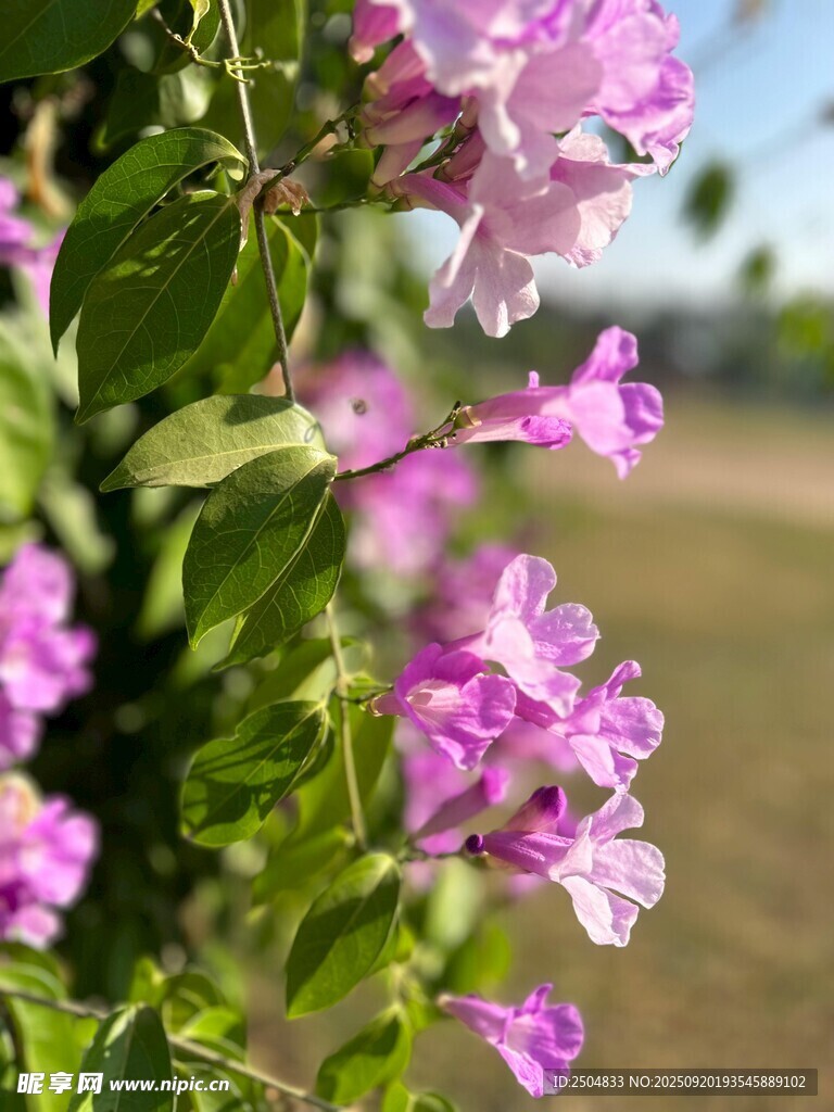 娇艳紫花绽放绿叶间