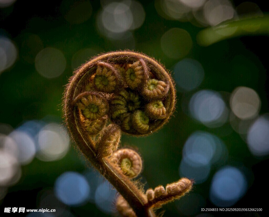 卷曲的蕨类植物嫩芽