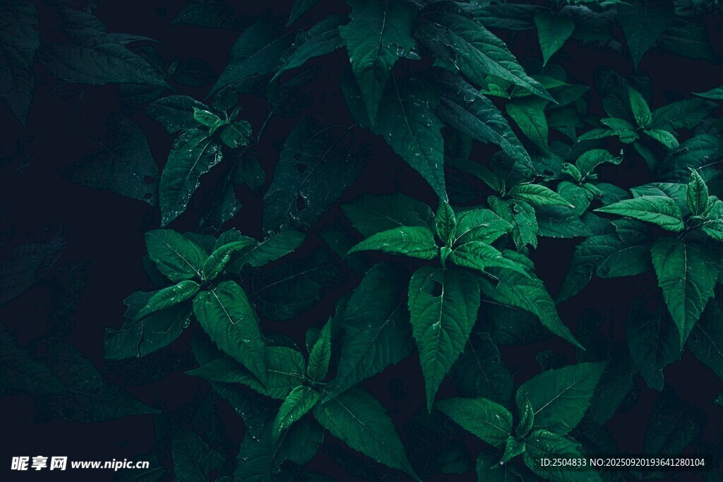 深绿背景下的繁茂绿叶