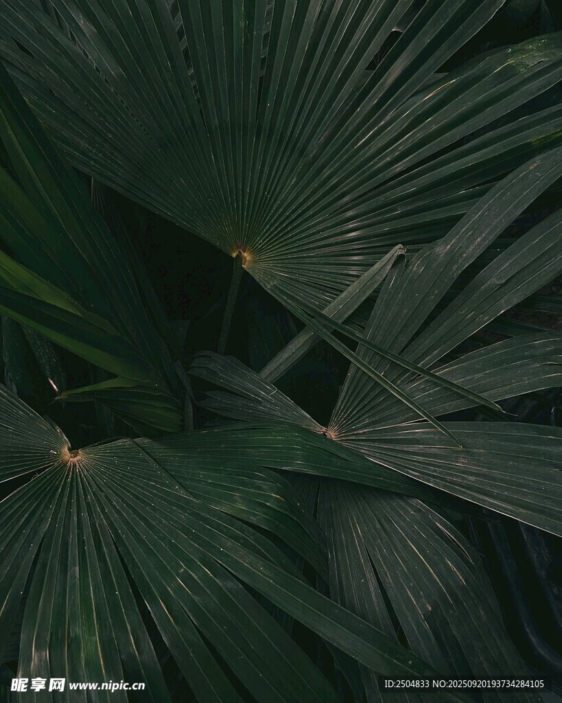 深绿棕榈叶特写