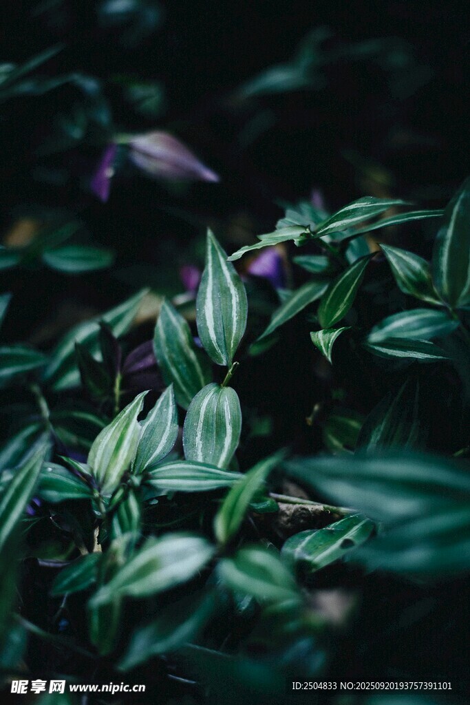 翠绿斑斓的室内观叶植物