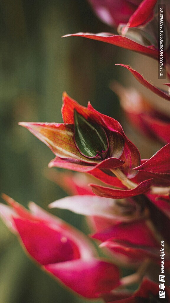 鲜艳红苞片植物特写