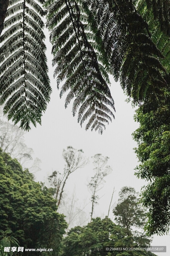 雨林中向上望的繁茂植物