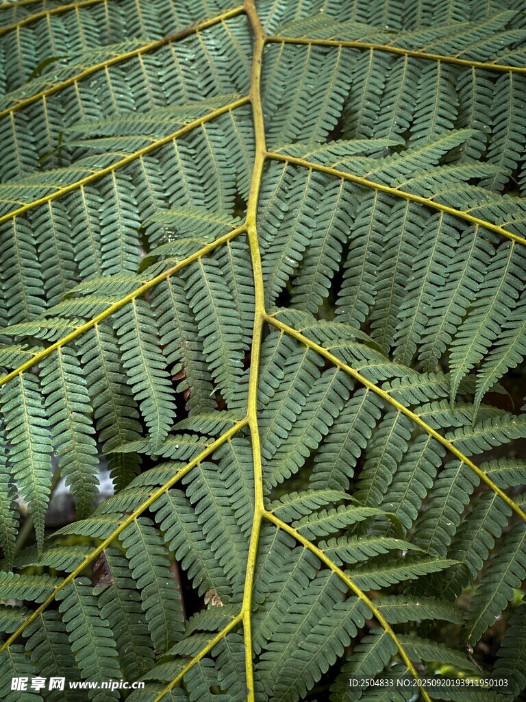 蕨类植物叶片特写