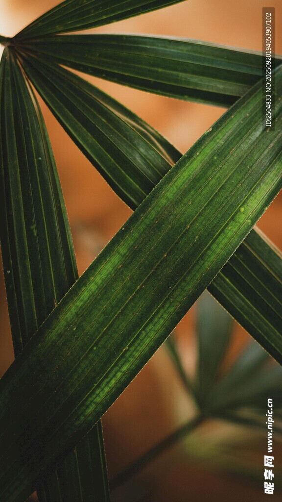 翠绿舒展的独特植物叶片
