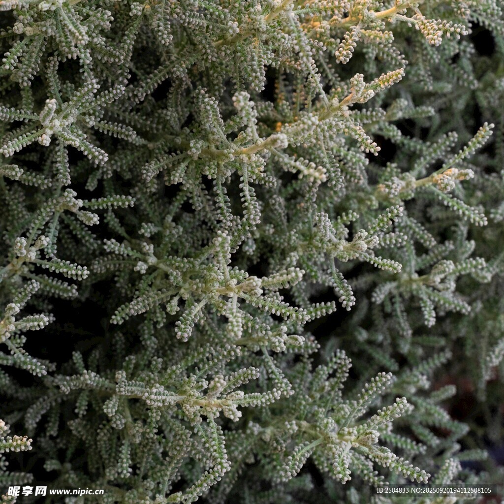 灰绿色植物枝叶特写