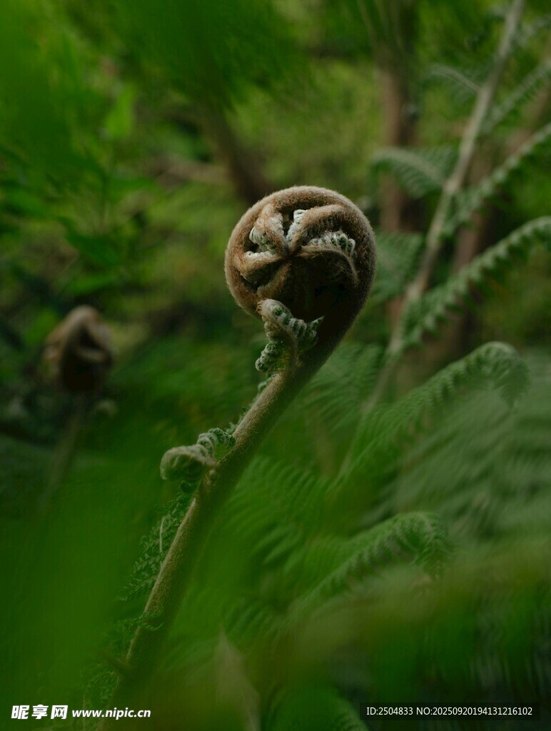 卷曲的蕨类植物嫩芽