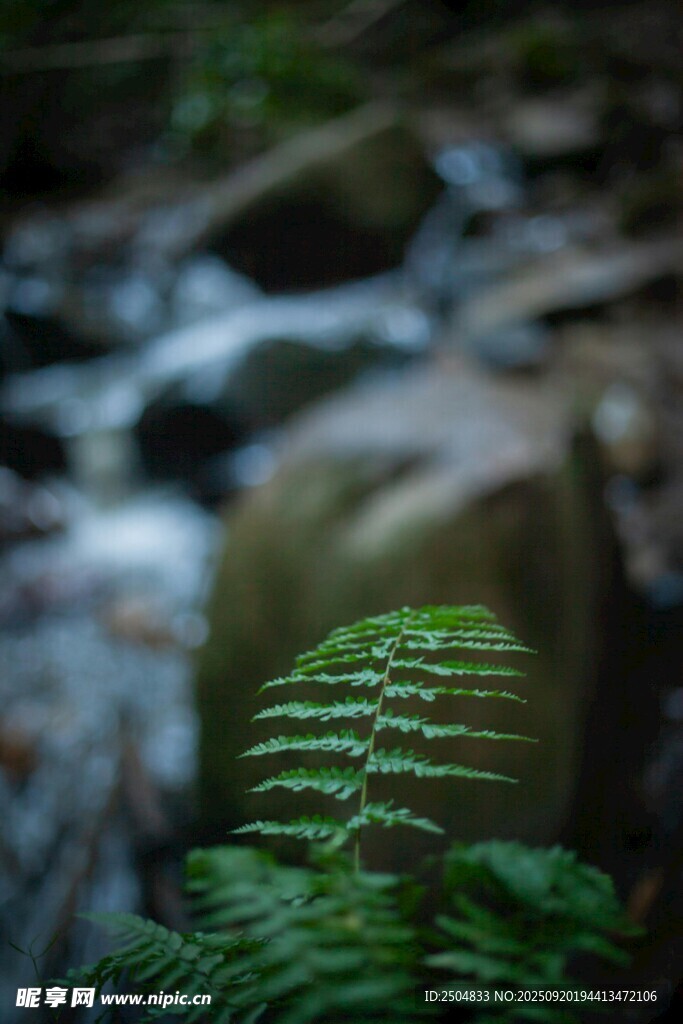 溪边蕨类植物特写