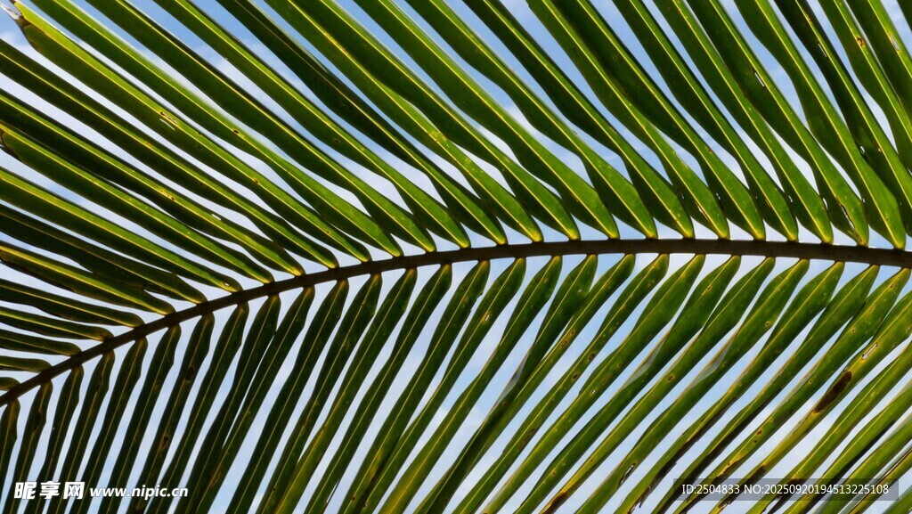 棕榈叶特写