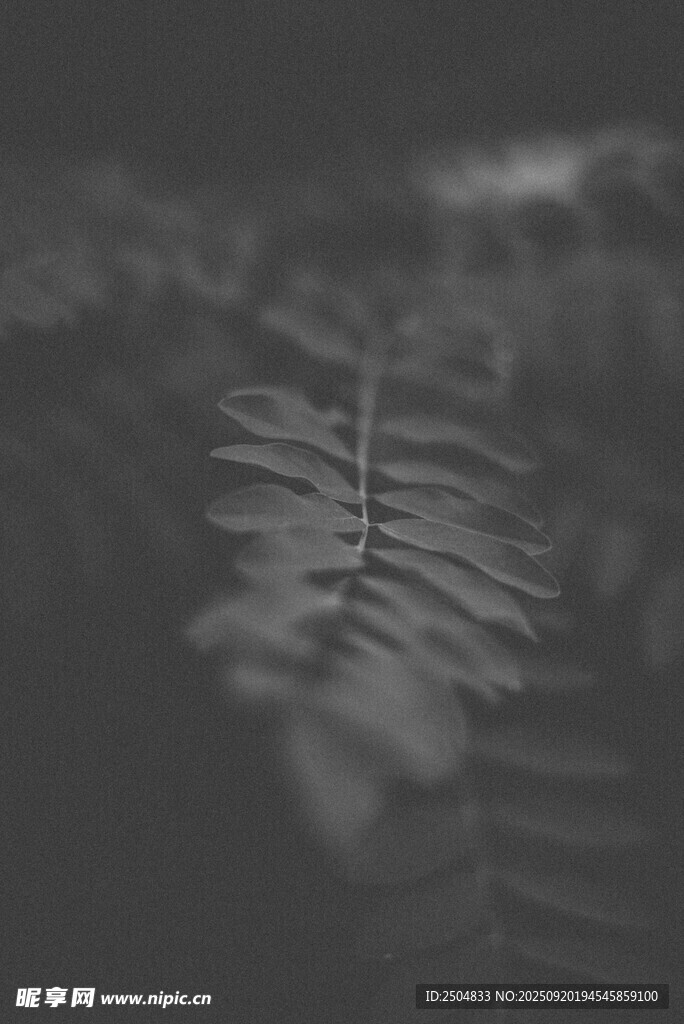 蕨类植物叶片特写