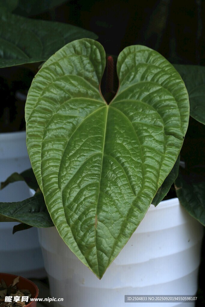 心形叶片绿植特写