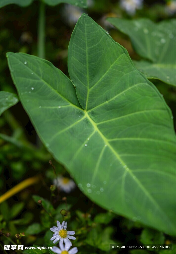 绿叶与小花的自然景致