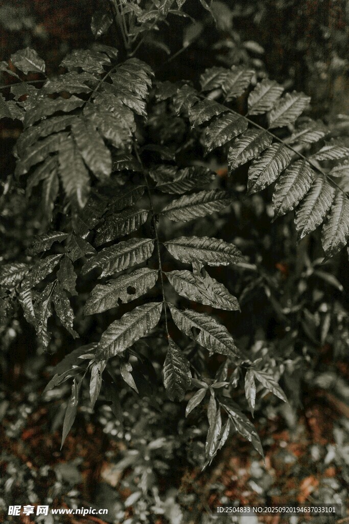深绿蕨类植物叶片特写