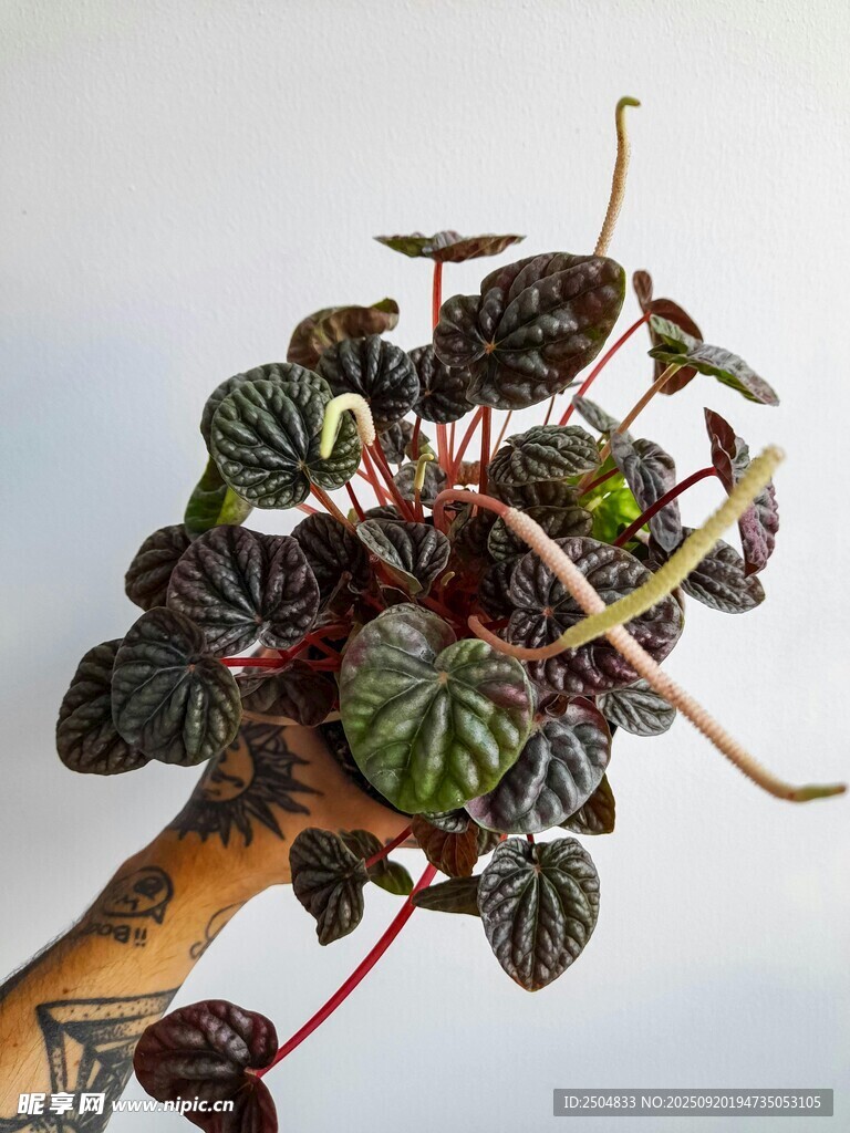 独特斑叶秋海棠盆栽