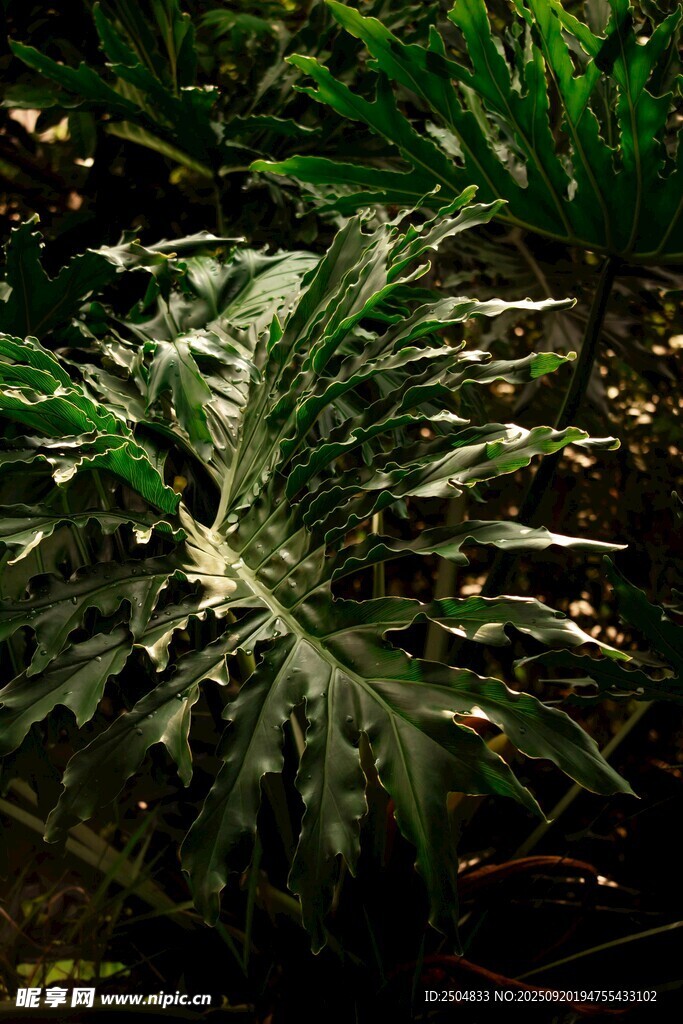 翠绿繁茂的热带植物叶片