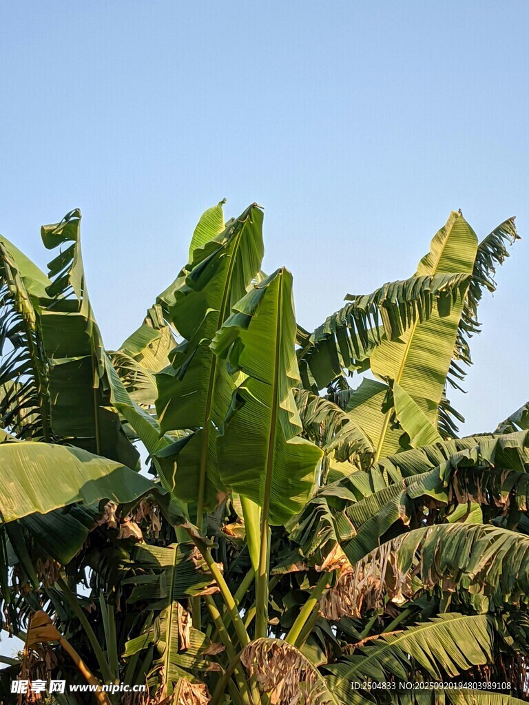 繁茂香蕉树 绿意盎然