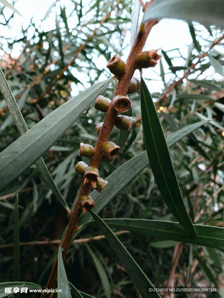 带刺植物特写