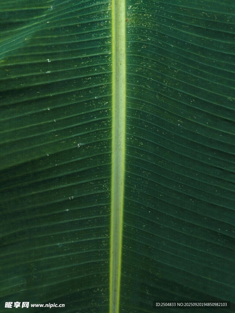 翠绿芭蕉叶纹理特写