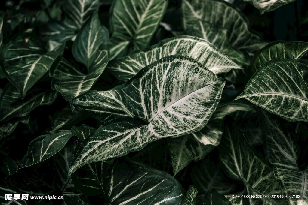 银脉植物叶片特写
