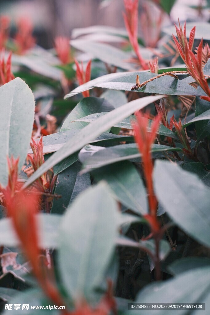 红叶绿叶植物特写