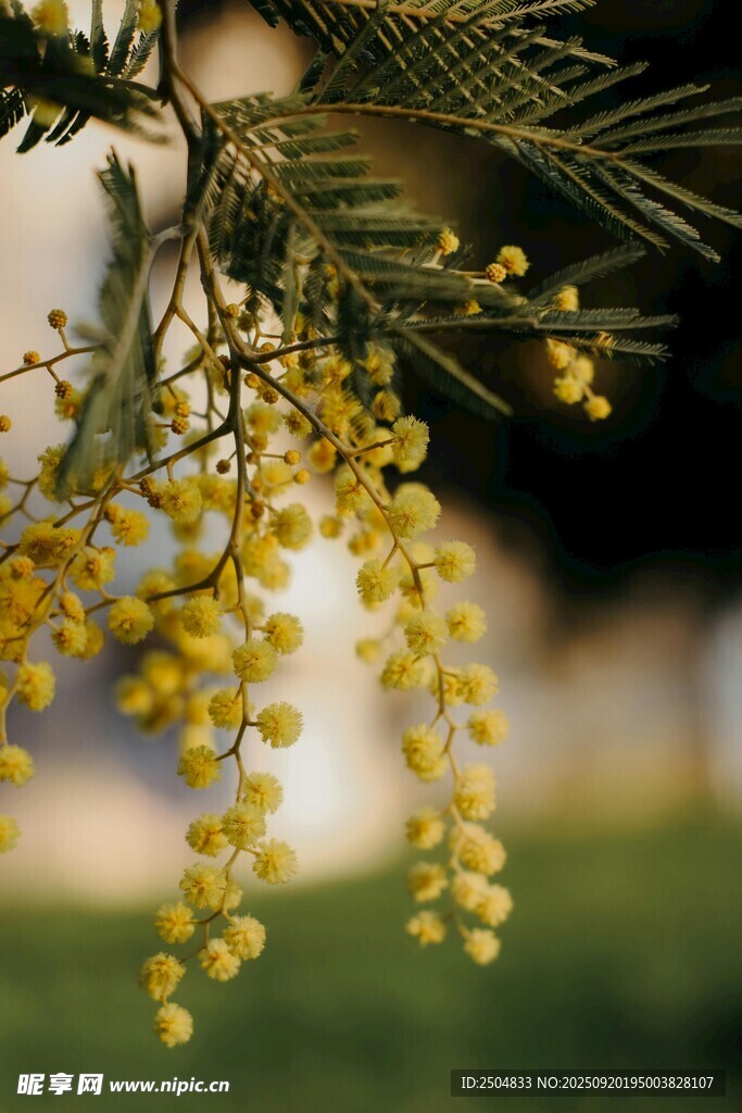 金黄含羞草花垂挂枝头