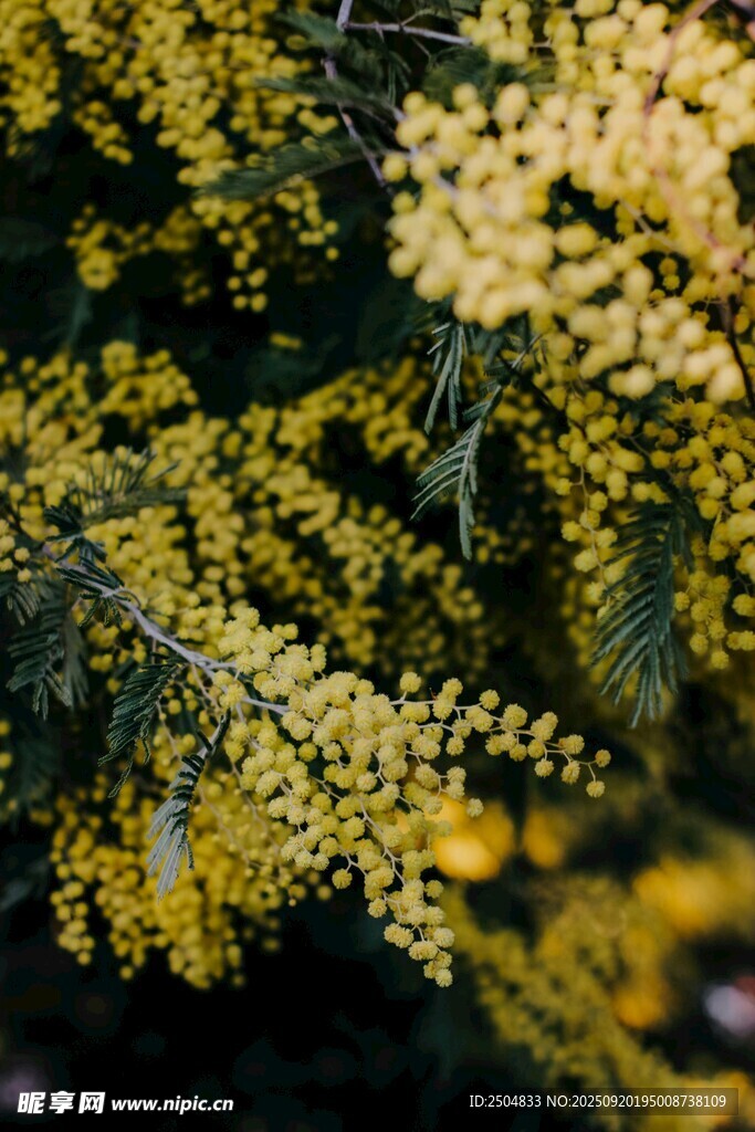 金黄繁茂的花枝