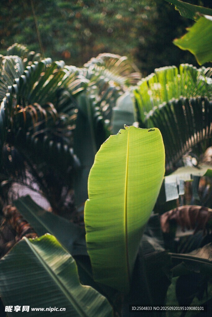翠绿芭蕉叶 自然清新景致