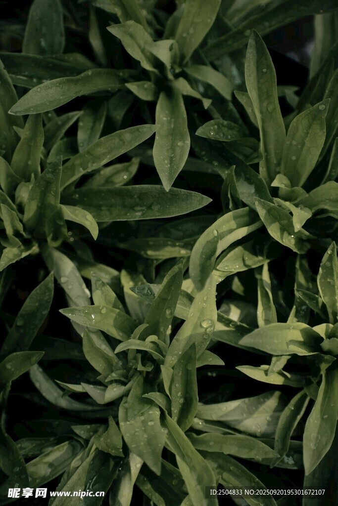 翠绿繁茂的植物叶片