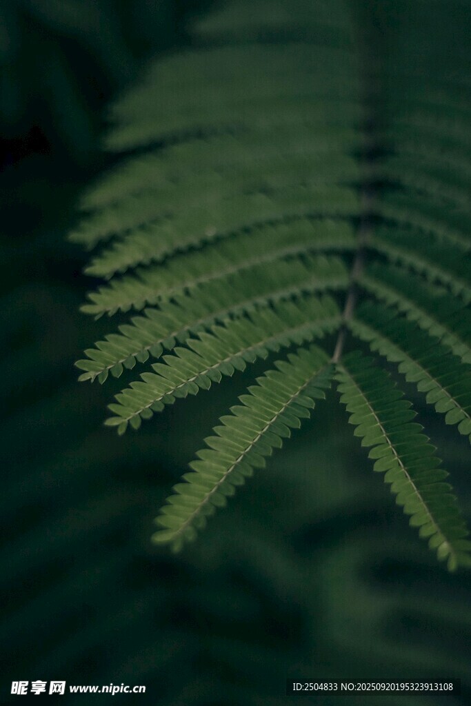 翠绿蕨叶特写
